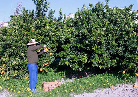 Vicent en el huerto de naranjas navelinas